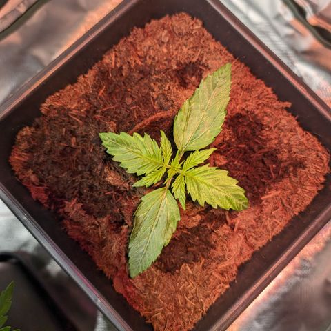 Elena growlog timeline photo