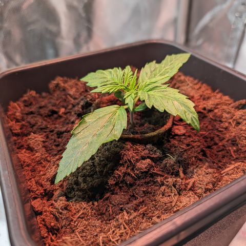 Elena growlog timeline photo