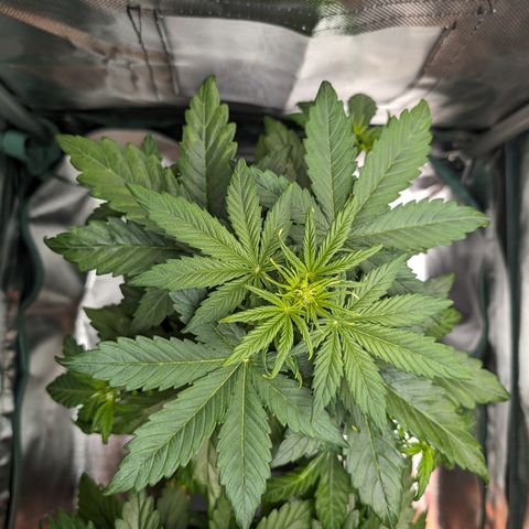 Emilia growlog timeline photo