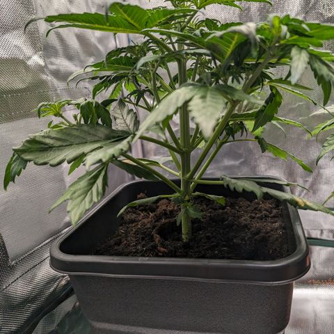 Emilia growlog timeline photo