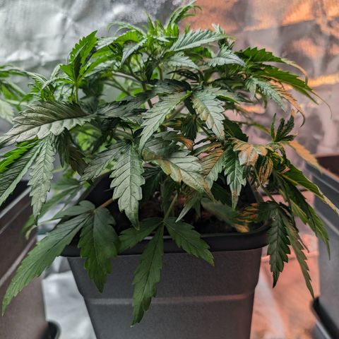 Emma growlog timeline photo