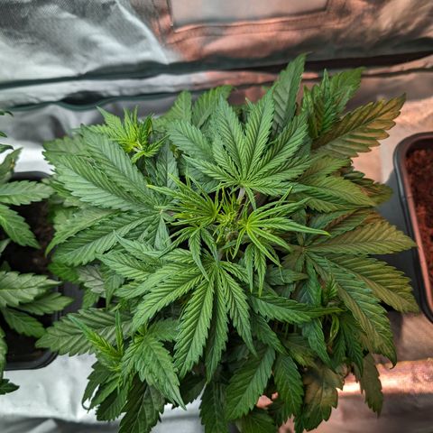 Emma growlog timeline photo