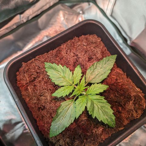Elena growlog timeline photo