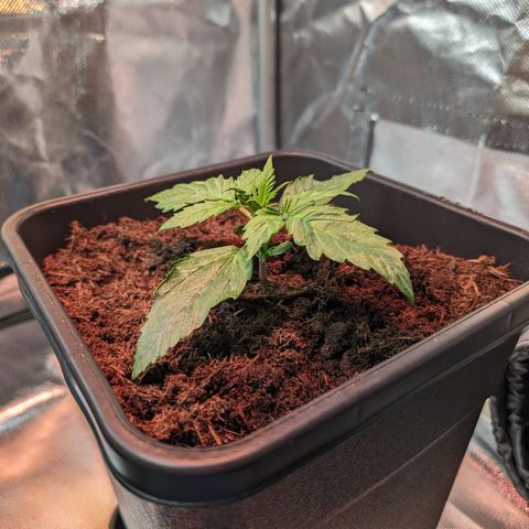 Elena growlog timeline photo
