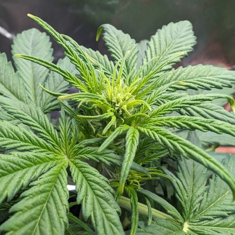Emilia growlog timeline photo