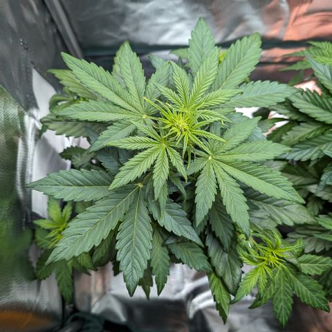 Emilia growlog timeline photo