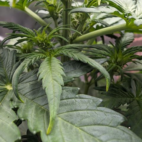 Emilia growlog timeline photo