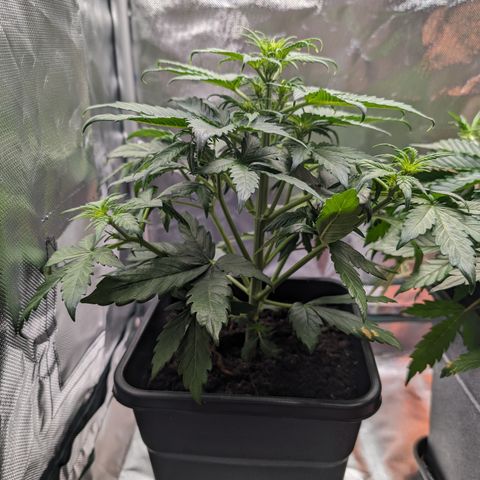 Emilia growlog timeline photo