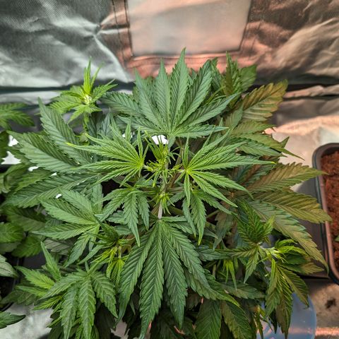 Emma growlog timeline photo