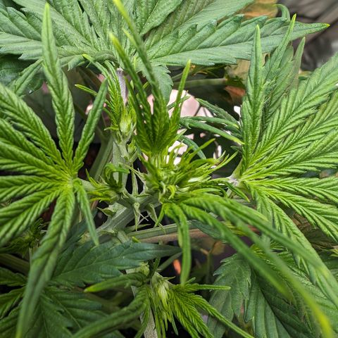 Emma growlog timeline photo