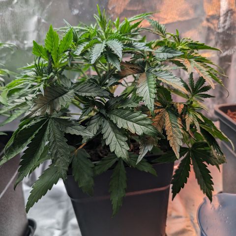 Emma growlog timeline photo