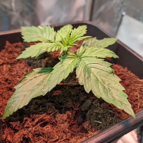 Elena growlog timeline photo