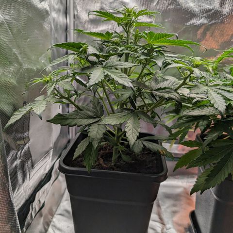 Emilia growlog timeline photo