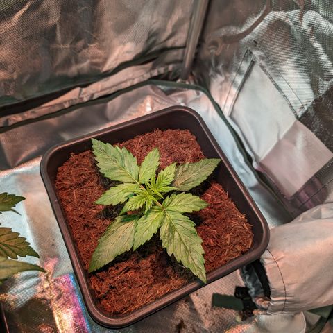 Elena growlog timeline photo