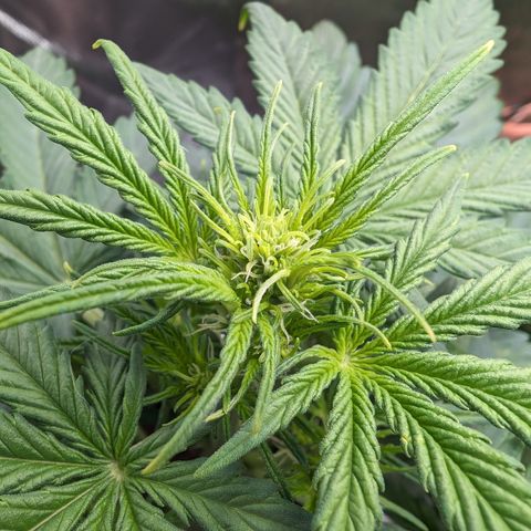 Emilia growlog timeline photo