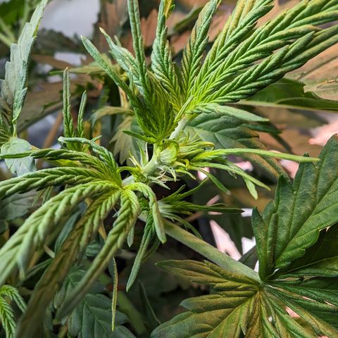 Emma growlog timeline photo