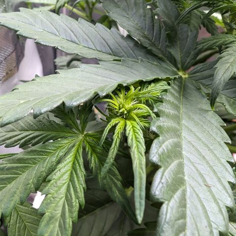 Emilia growlog timeline photo