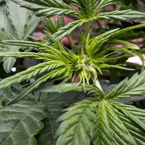 Emma growlog timeline photo