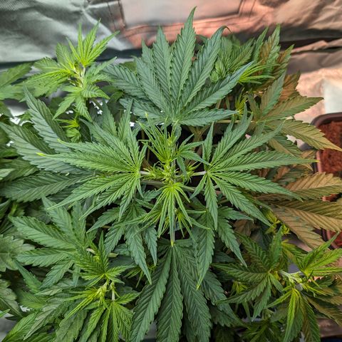 Emma growlog timeline photo