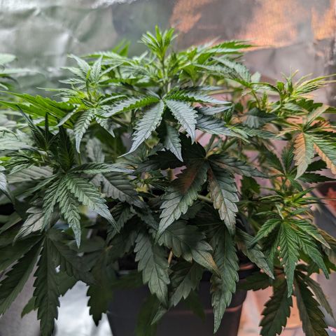 Emma growlog timeline photo