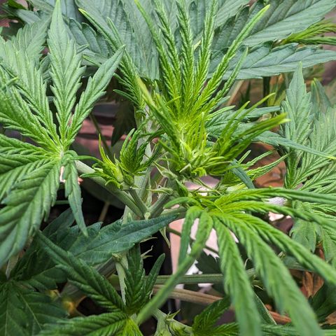 Emma growlog timeline photo
