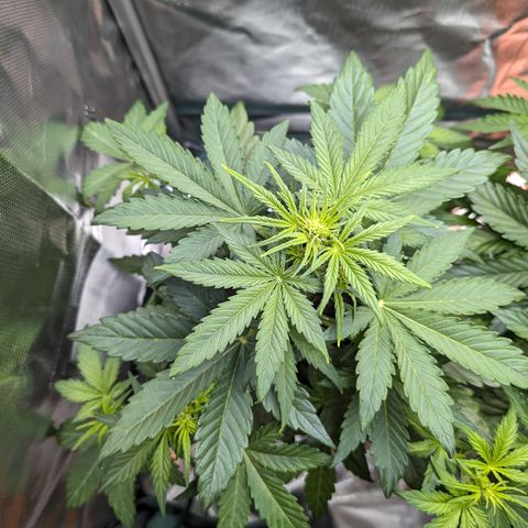 Emilia growlog timeline photo