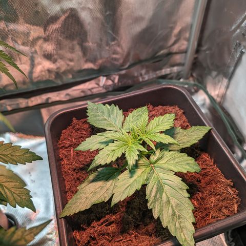 Elena growlog timeline photo