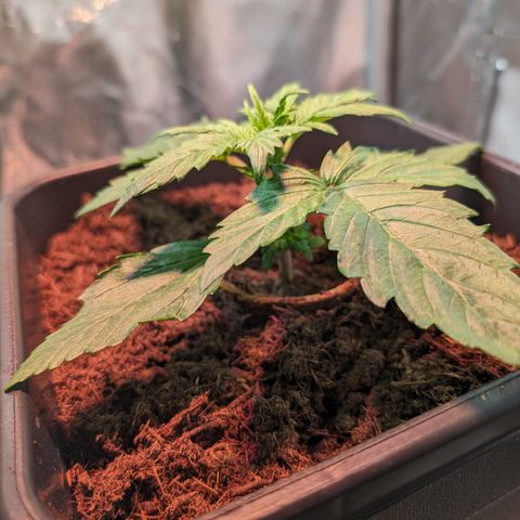 Elena growlog timeline photo