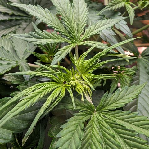 Emma growlog timeline photo