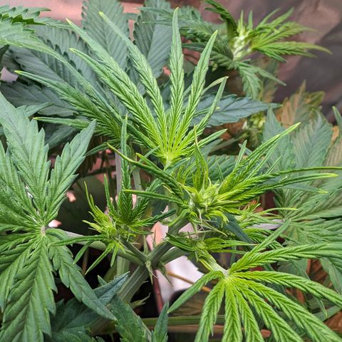 Emma growlog timeline photo