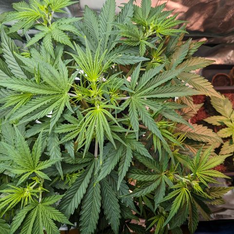 Emma growlog timeline photo