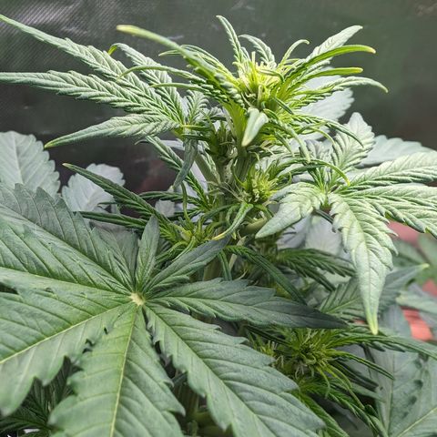Emilia growlog timeline photo