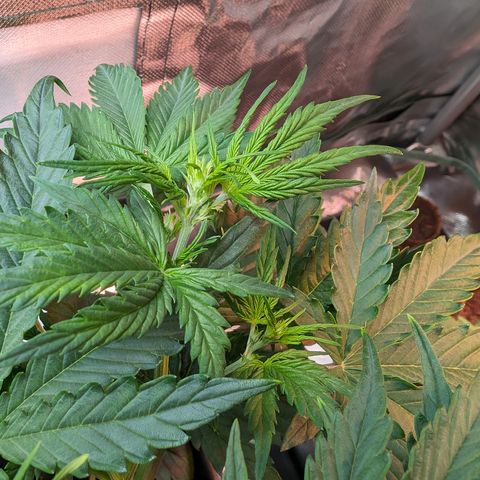 Emma growlog timeline photo