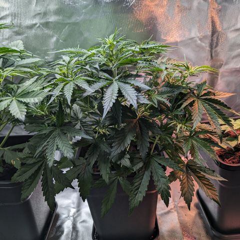 Emma growlog timeline photo
