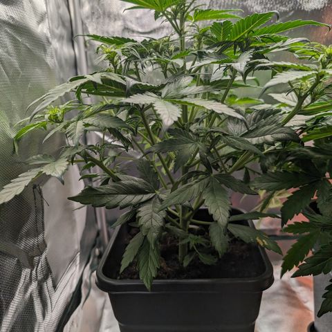 Emilia growlog timeline photo