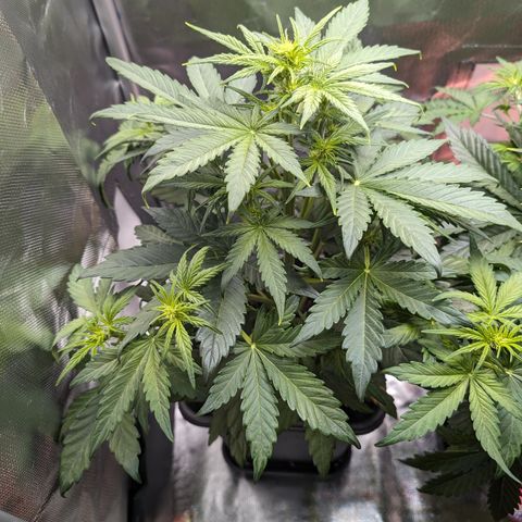 Emilia growlog timeline photo