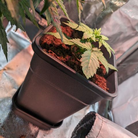 Elena growlog timeline photo
