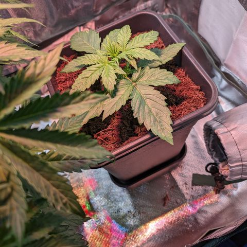 Elena growlog timeline photo