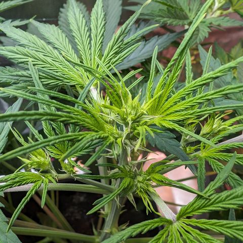 Emma growlog timeline photo