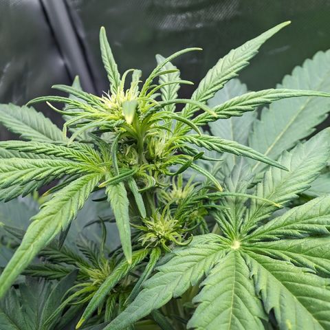 Emilia growlog timeline photo