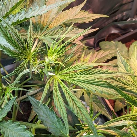 Emma growlog timeline photo