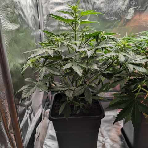 Emilia growlog timeline photo