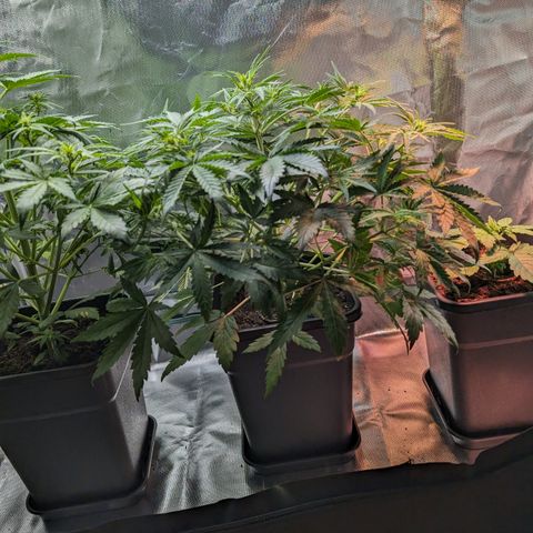 Emma growlog timeline photo