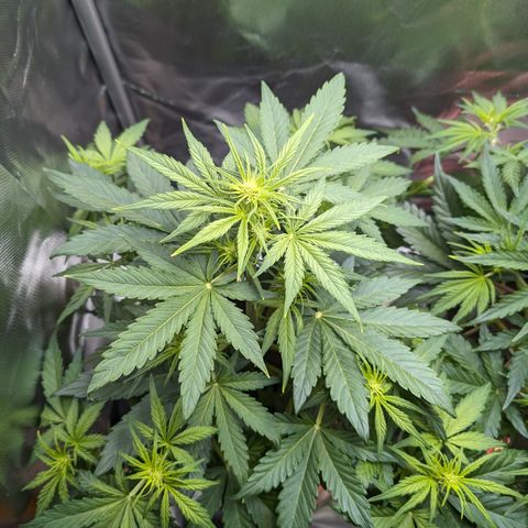 Emilia growlog timeline photo