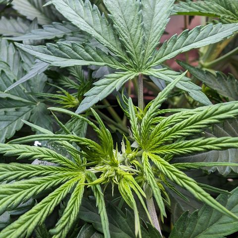 Emma growlog timeline photo