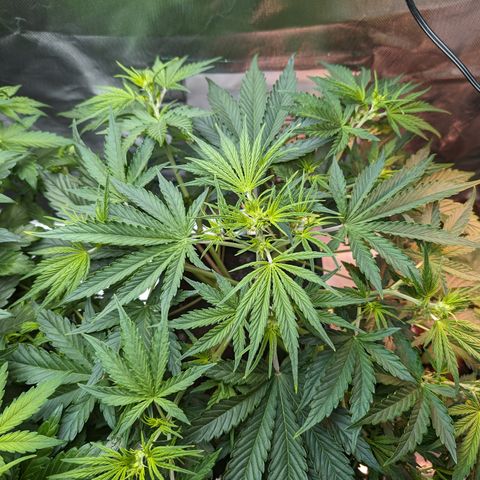 Emma growlog timeline photo