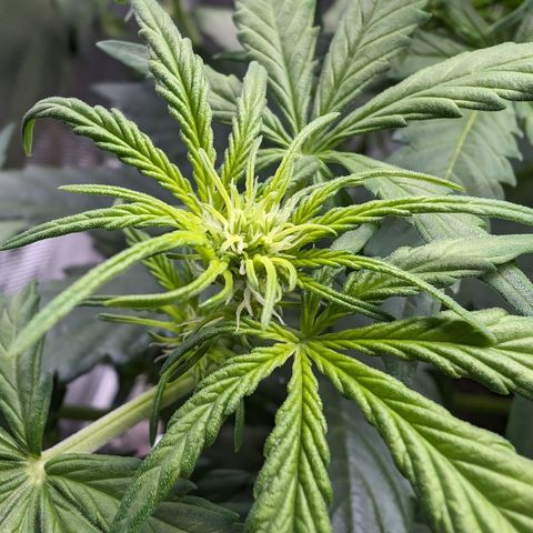 Emilia growlog timeline photo