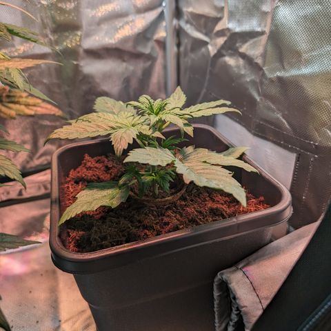 Elena growlog timeline photo