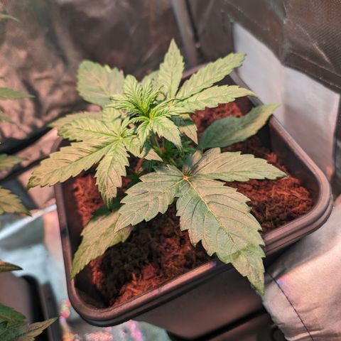 Elena growlog timeline photo