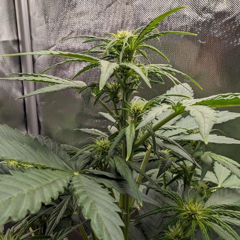 Emilia growlog timeline photo